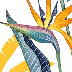 Cores, cores e cores!